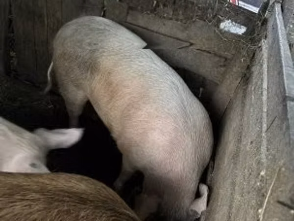 母猪, Pigs