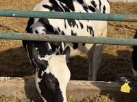 İnək, Russian Black pied cattle — foto 1