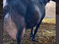 Țap, Alpine goat — foto 5