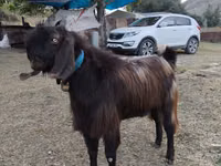 公山羊, Goats — 照片 1