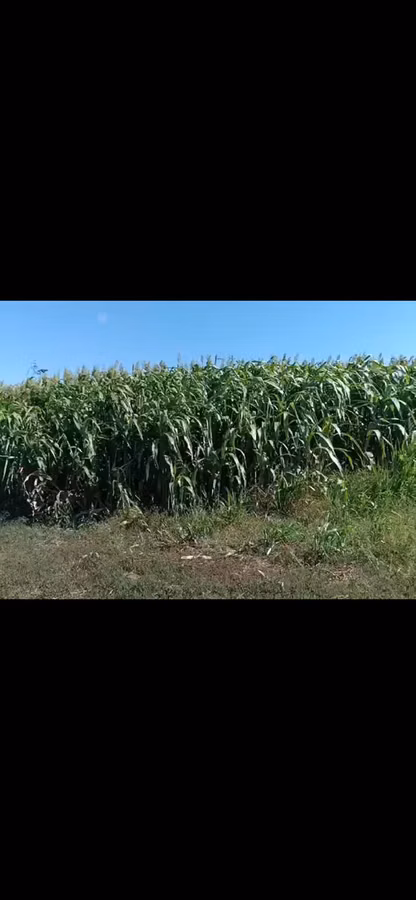 Продаю Сорго на силос.