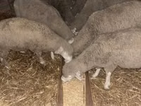 Carneiro, Ile-de-France sheep — foto 1
