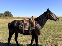 घोड़ा, Karachay horse — फ़ोटो 3