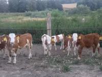 Bulle, Simmental cattle — Foto 1