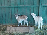 Cabras (lote, sexo não especificado), Saanen goat — foto 8