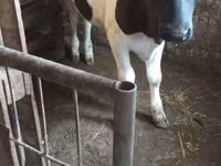 Vaca, Russian Black pied cattle — foto 1