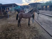 Cheval, Shagya — photo 4