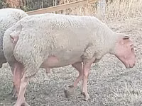 Berbec, Rouge de l’Ouest sheep — foto 1