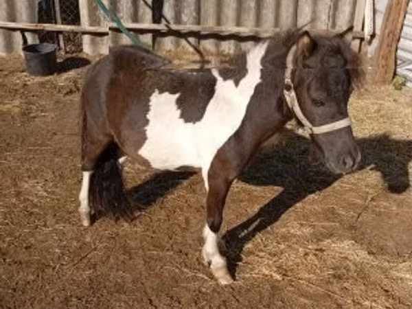 Aygʻir, Falabella