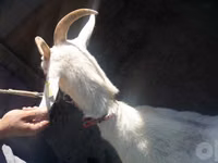 Ziege, Saanen goat — Foto 3