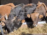 Toro, Aberdeen-Angus — foto 1