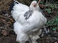 Brahma — foto 2
