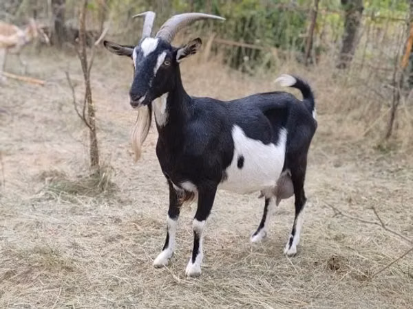 Эчки, Тоггенбург козу
