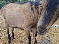 Cabra, Alpine goat — foto 3