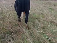 ثور, Russian Black pied cattle — الصورة 3