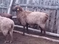 Кочкор, Эдильбай койу — сүрөт 2
