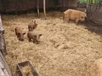 Säue, Schweine — Foto 2