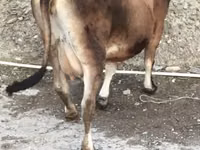 Vacă, Aberdeen-Angus — foto 5