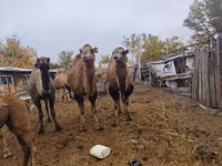 إبل (دفعة، الجنس غير محدد), Nar-Maya camel — الصورة 1