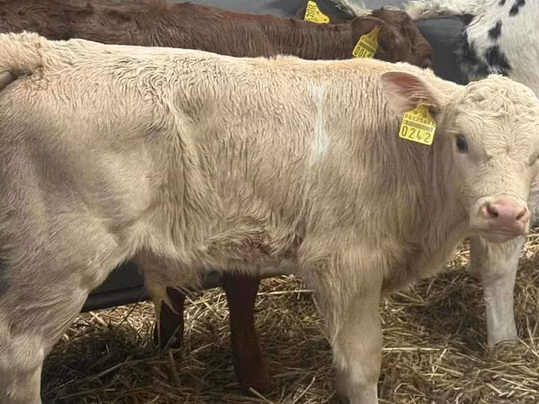 Rinder (Partie, Geschlecht nicht angegeben), Simmental cattle