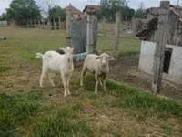 Bélier, Merino sheep — photo 1
