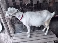 Dişi keçi, Saanen goat — foto 3