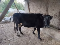 بقرة, الماشية — الصورة 3