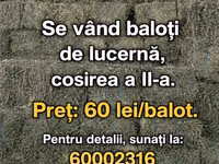Vind baloți de lucerna 1 cosire-50lei/balot, a2-cosire 60lei balot.Sunt frunzoși și păstrați foarte — foto 3