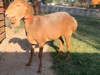 Ovelha, Arashan sheep — foto 2
