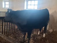 Kuh, Aberdeen-Angus — Foto 6