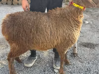 Oaie, Arashan sheep — foto 5