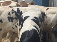 Qoramol (partiya, jinsi ko‘rsatilmagan), Simmental cattle — 5-rasm