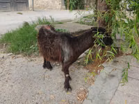 Dişi keçi, Keçilər — foto 3