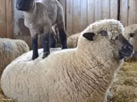 Qoç, Hampshire sheep — foto 5