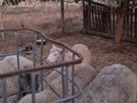 Bélier, Cerry Hill sheep — photo 6