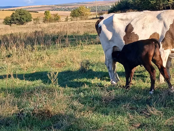 Vacă, Simmental cattle