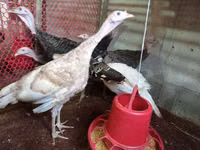 Turkeys — foto 3