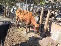 Cow, Aberdeen-Angus — photo 4