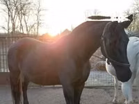Mare, Nonius horse — photo 4