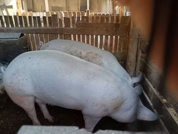 Vier, Porci