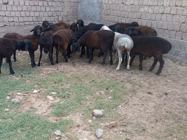 Berbec, Hissar sheep