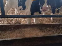 Bulle, Russian Black pied cattle — Foto 4