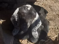 Cabra, Nubian Goat — foto 4