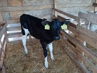 Bull, Holstein breed — photo 1