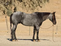 Cal, Quarter Horse — foto 7