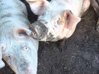 Vier, Porci — foto 3