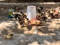 Ducks — Foto 1