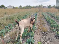 Bode, Alpine goat — foto 3
