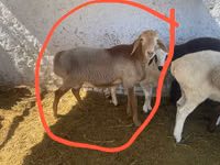 كبش, الأغنام — الصورة 1