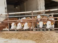 牛只（批次，未指定性别）, Simmental cattle — 照片 1